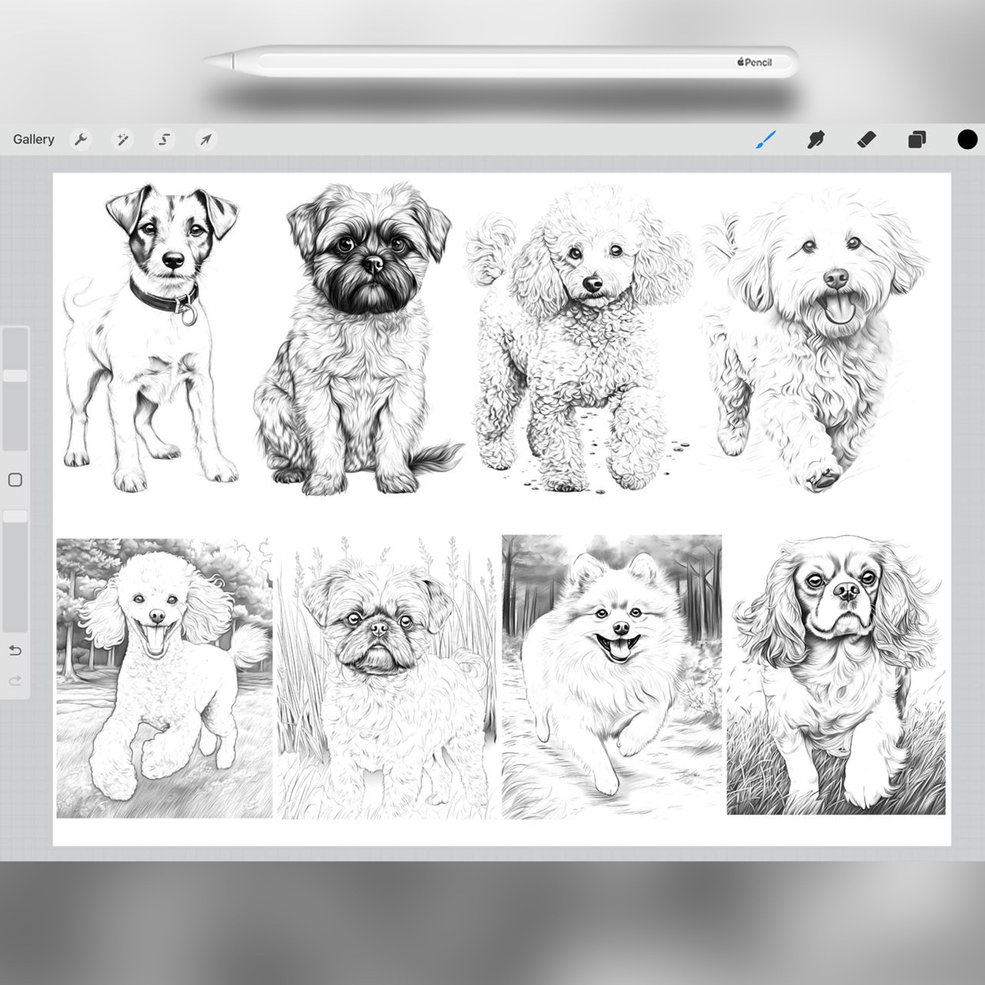 80 Small Dog Breeds Brushes for Procreate and Photoshop